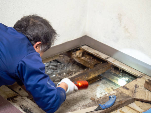 Best Commercial Mold Removal  in Hobart, WI