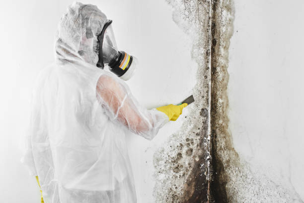 Best Certified Mold Removal  in Hobart, WI