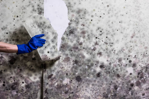 Professional Mold Removal in Hobart, WI
