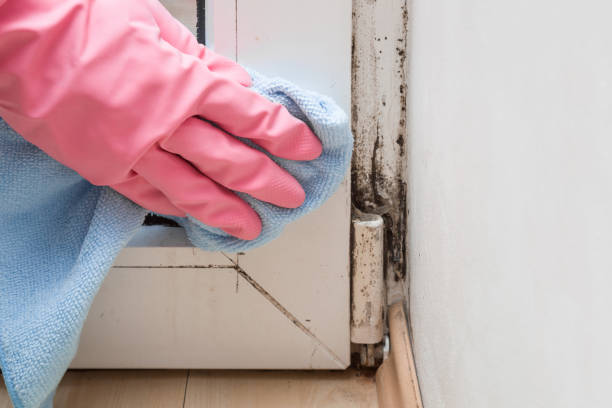 Best Mold Cleaning Services  in Hobart, WI