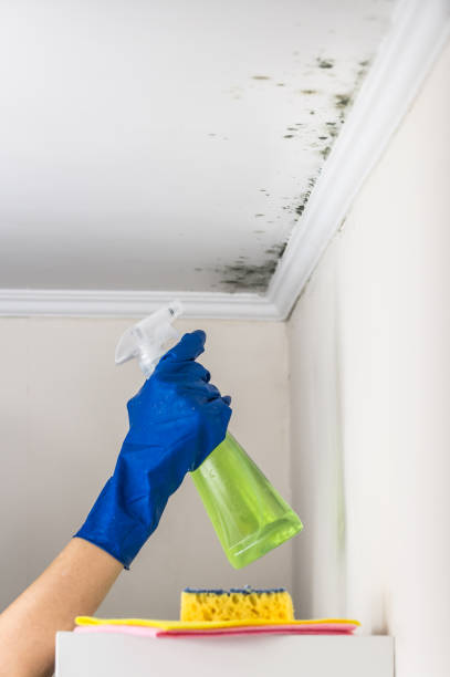 Best Mold Remediation Experts  in Hobart, WI