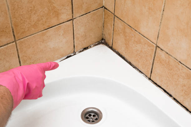 Mold Removal and Inspection in Hobart, WI